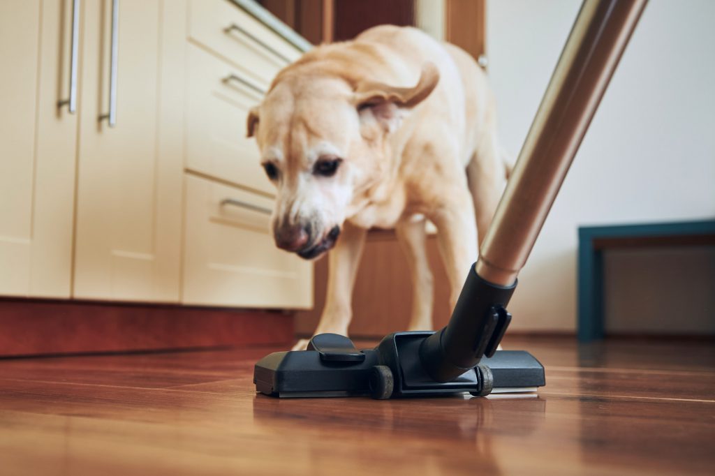 Naughty dog barking on vacuum cleaner during house cleaning.